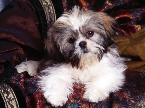 Cute Dogs: Shih Tzu