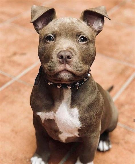 Cute Pitbulls