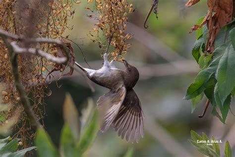 Turdus Ignobilis Nombre N Mirla Nombre Cient Fico Tu Flickr