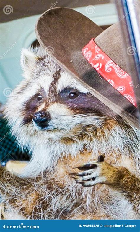 An Up Close View Of A Raccoon With A Cowboy Hat Stock Image Image Of View Anumal 99845425