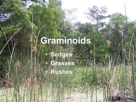 Graminoids Sedges Grasses Rushes