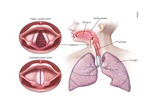 Solution The Organs Of Speech Studypool