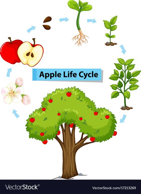 apple life cycle pdf - Houston Barksdale