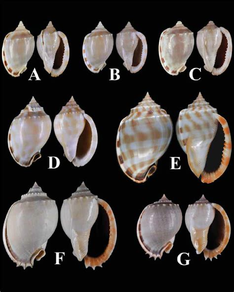 Shells Of Phalium Pseudobandatum New Species Ac P Bandatum