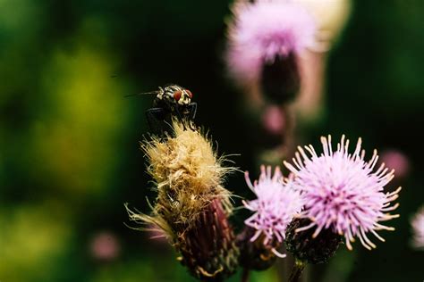 Fly Insect Flower Free Photo On Pixabay Pixabay