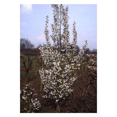 Prunus Snow Goose Upright Cherry Blossom Tree 12L Pot 150 180cm