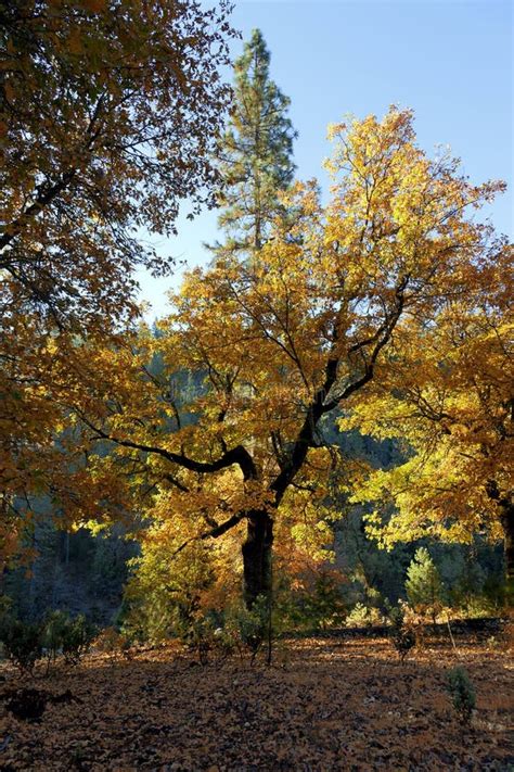 Black Oak Tree in Fall stock photo. Image of autumn, outdoors - 36353468