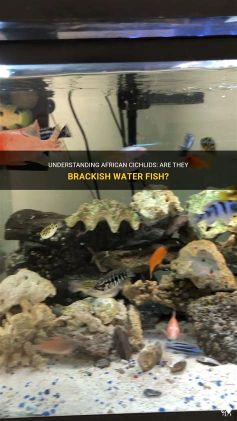 Understanding African Cichlids: Are They Brackish Water Fish? | PetShun