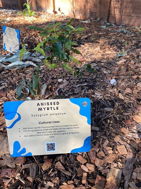 Bush Tucker Gardens – Deadly Ed