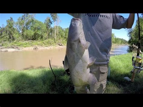 bank fishing  blue catfish