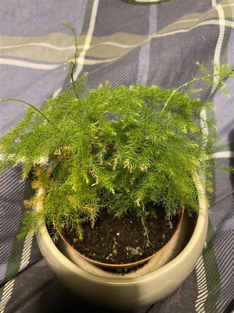 Hi! Can anyone identify what this fern is, and what’s wrong with it? I