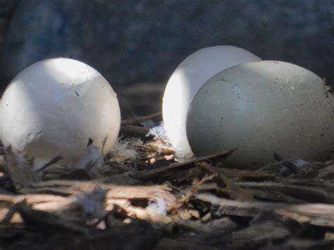 East African Crowned Crane eggs - ZooChat