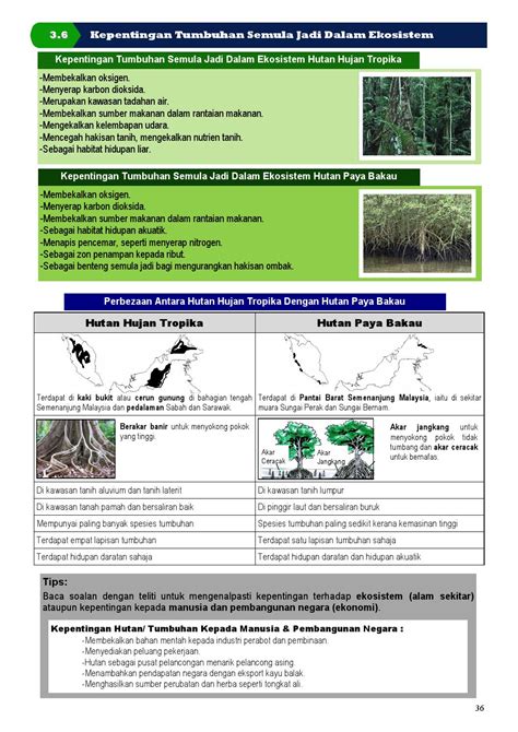 Kepentingan Hutan Paya Air Masin Laman Geografi Monty Kub