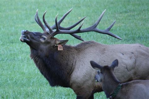 Julie's National Parks: Herd of Elk in Great Smoky Mountains National Park