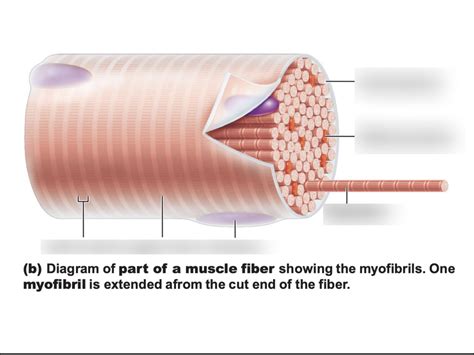 Muscle Fiber Diagram Quizlet