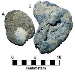 Calcareous sponge - CreationWiki, the encyclopedia of creation science