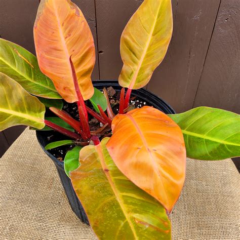 Philodendron Prince of Orange 10" Pot | Van Putte Gardens