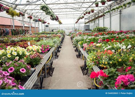 Interior Hermoso Del Invernadero Con Diversos Tipos De Flores Imagen De Archivo Imagen De