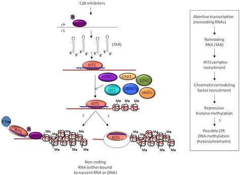 Transcriptional Gene Silencing Tgs Via The Rnai Machinery In Hiv