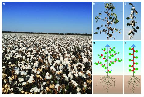 Cotton Cultivation