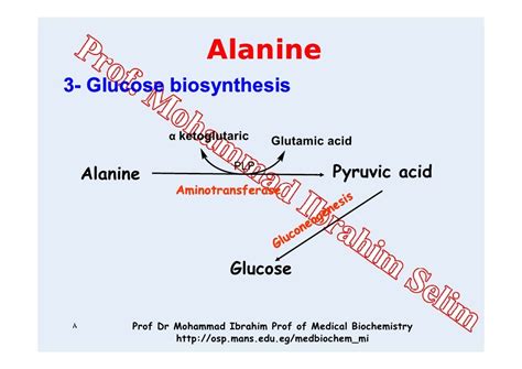 03 alanine metabolism