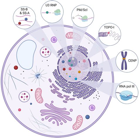 Frontiers Can Antinuclear Antibodies Have A Pathogenic Role In