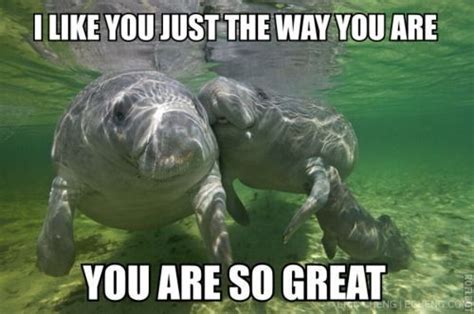 Enjoy These Funny Memes On Manatee Appreciation Day Manatee Animals