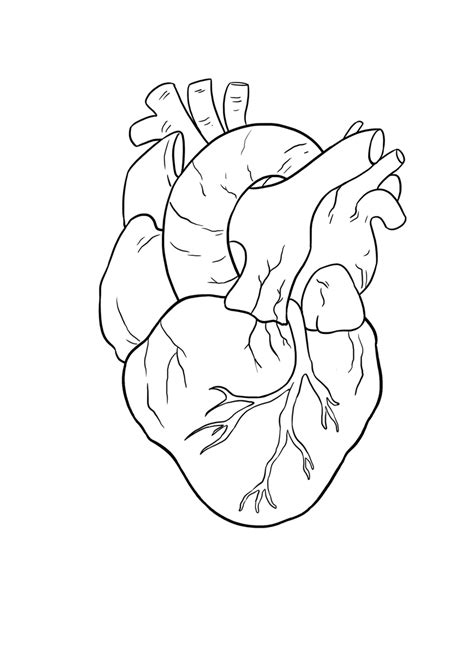 Simple Human Heart Drawings