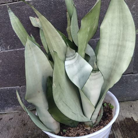 Jual Sansevieria Lidah Mertua Sansivera Gold Flame Moonshine