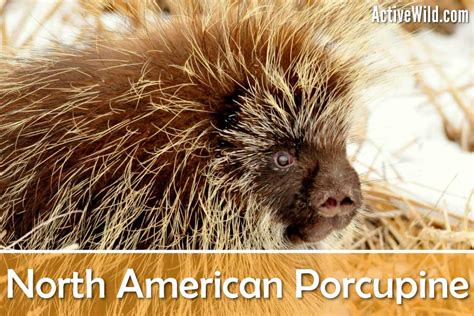 North American Porcupine Facts & Pictures: Erethizon dorsatum