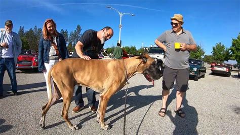 Cash Great Dane At The Supercar Sunday Car Show At Pierce College