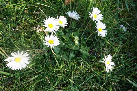 Daisies Meadow Grass White - Free photo on Pixabay - Pixabay