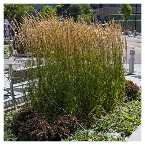 Feather Reed Grass