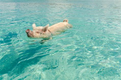 What to Do Near Big Major Cay (Pig Island), home of the Swimming Pigs