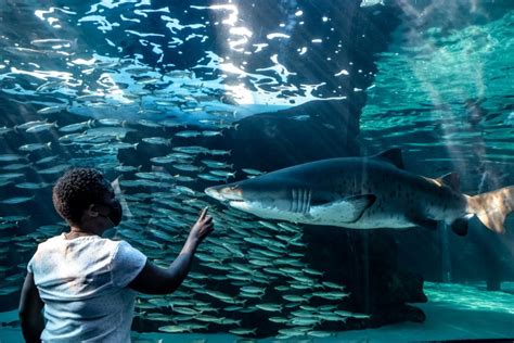 The Two Oceans Aquarium celebrates 25 years