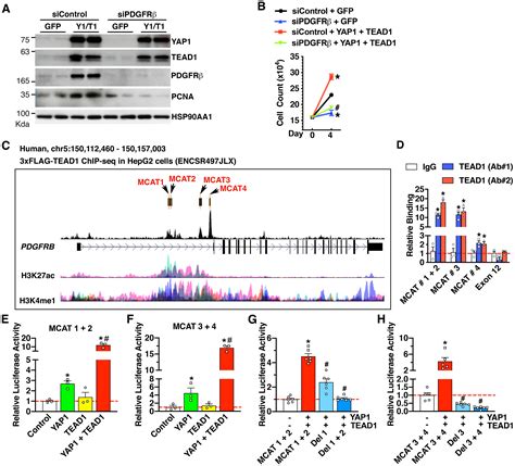 Yap Tead Upregulate Platelet Derived Growth Factor Receptor Beta To