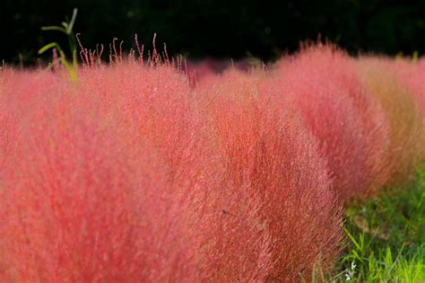 Hitachi Seaside Park S Autumn Kochia Fields Make A Vast Red Carpetthe