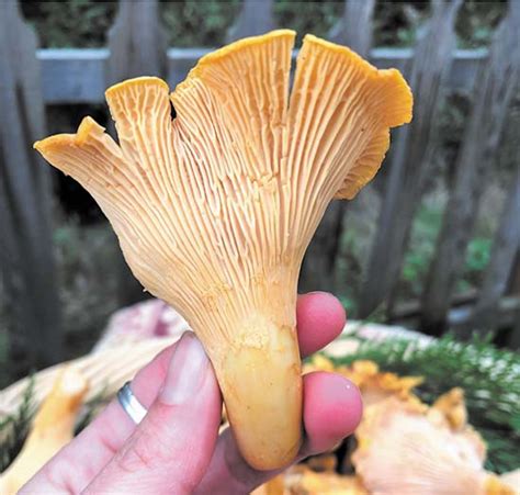 Foraging Wild Pacific Northwest Mushrooms Tulalip News