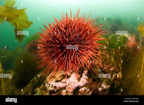 Giant Red Sea Urchin Strongylocentrotus Franciscanus Hi Res Stock