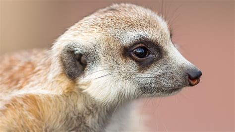 Meerkat Facts - WorldAtlas