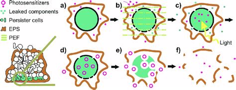 Hypothetical Mechanism Of Action By The Association Of Apdt And Pef A