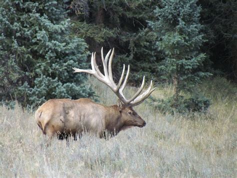 COLORADO TROPHY ELK HUNTS AT BULL BASIN RANCH COLORADO TROPHY BULL ELK ...