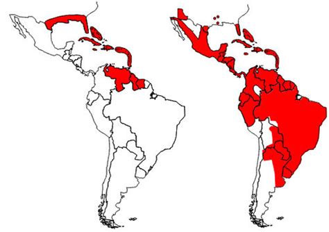 yellow fever mosquito - Aedes aegypti (Linnaeus)