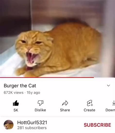 Burger The Cat 672k Views Iby Ago F Aa Sk Dislike Share Create Dow