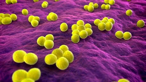 Staphylococcus qué es características morfología patogenia