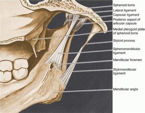 Pin On Max Fax Surg