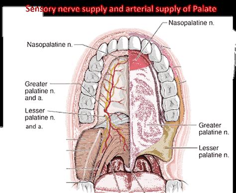 Muscles Of Soft Palate