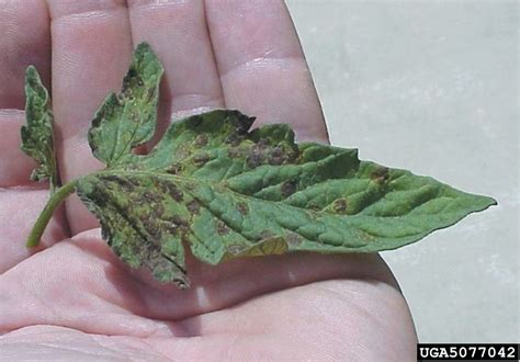 Tomato Spotted Wilt Virus Tswv Tospovirus Tomato Spotted Wilt Virus