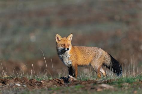 Le Renard Roux Vulpes Vulpes Malaga Espagne Photo Premium