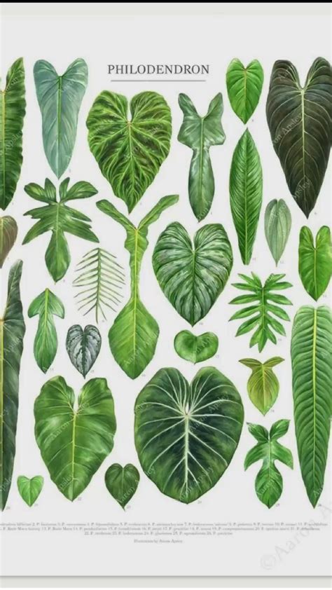 Variegated Philodendron Varieties Plant Identification Chart Etsy Artofit